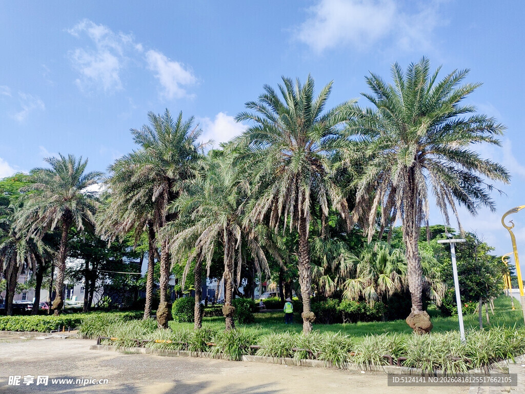 道路旁的高大棕榈树