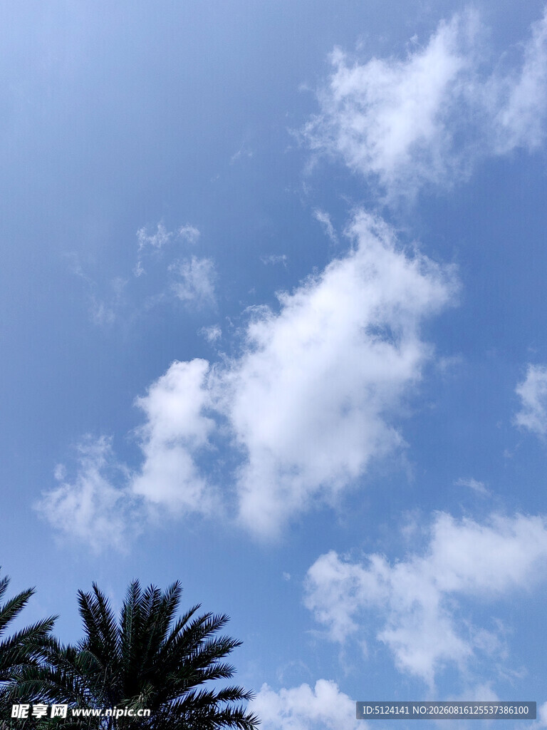 蓝天飘白云下的棕榈树