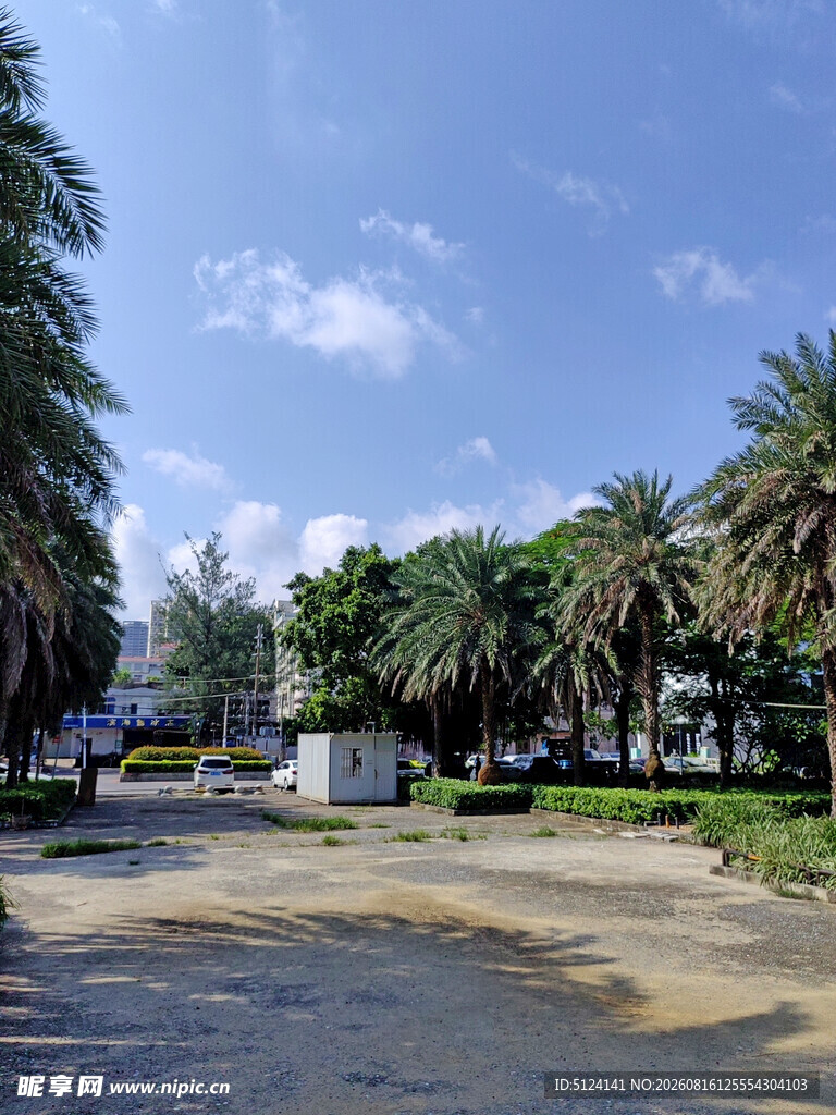 城市街道旁的葱郁棕榈树