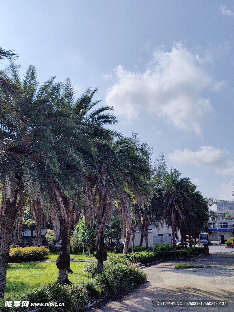 热带风情林荫道景观