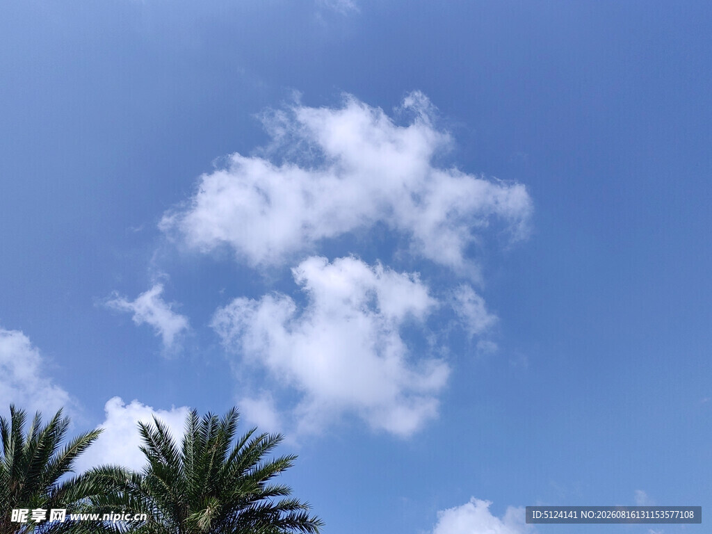 蓝天椰树间的白云美景