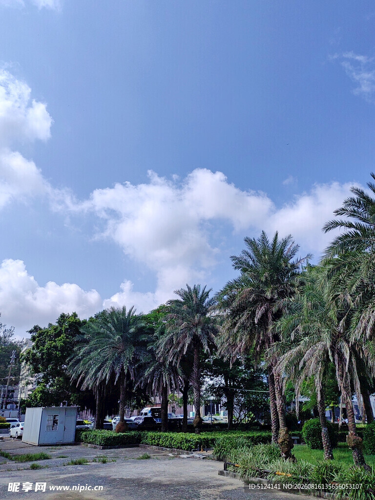 棕榈树林