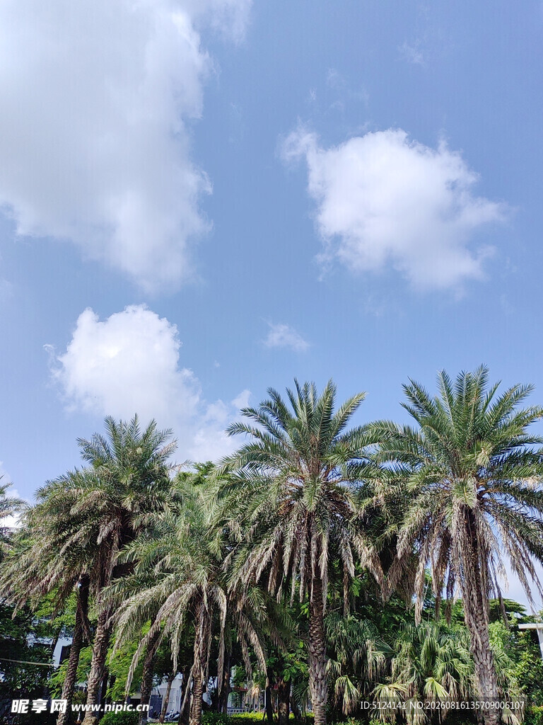 蓝天椰林风景图