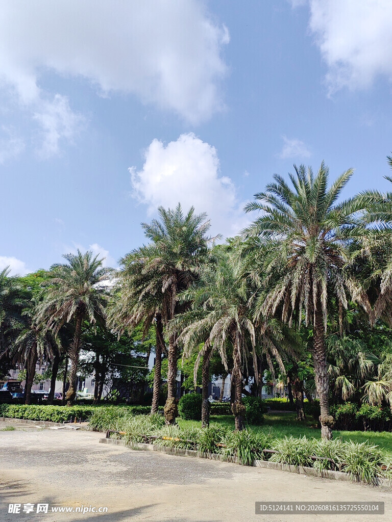 道路旁的高大棕榈树景观