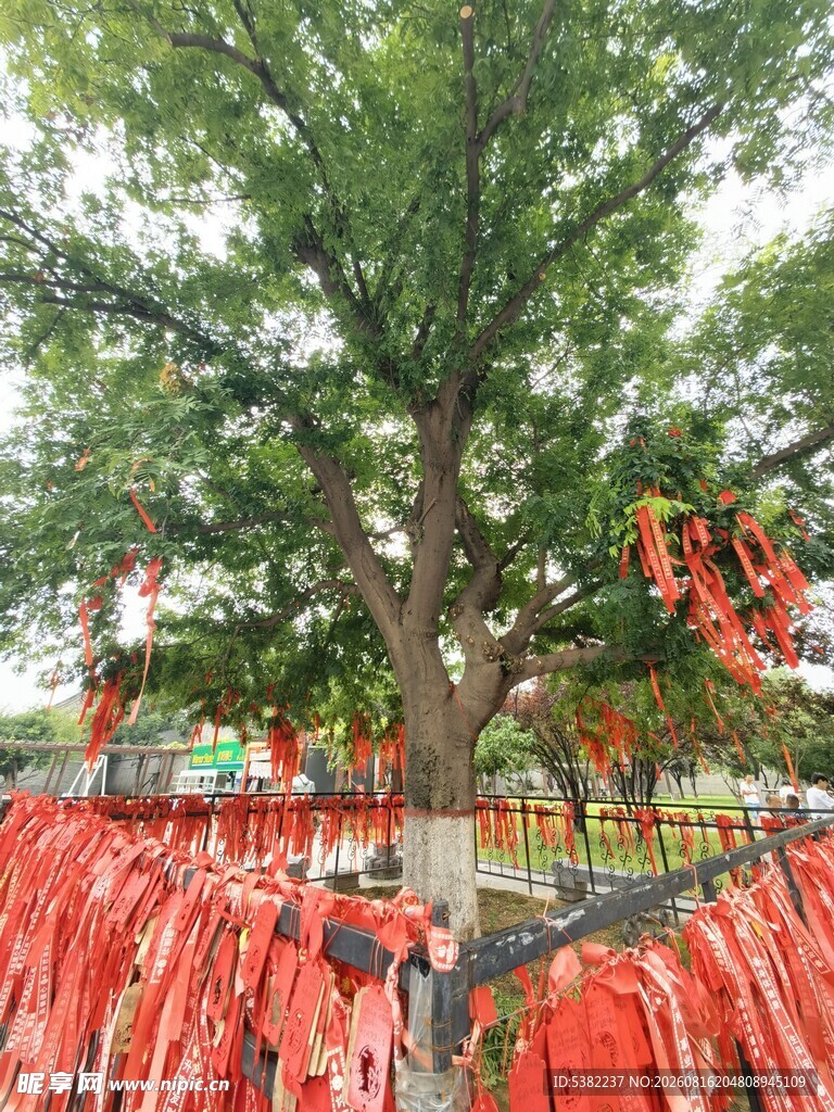 祈福树下红绸飘