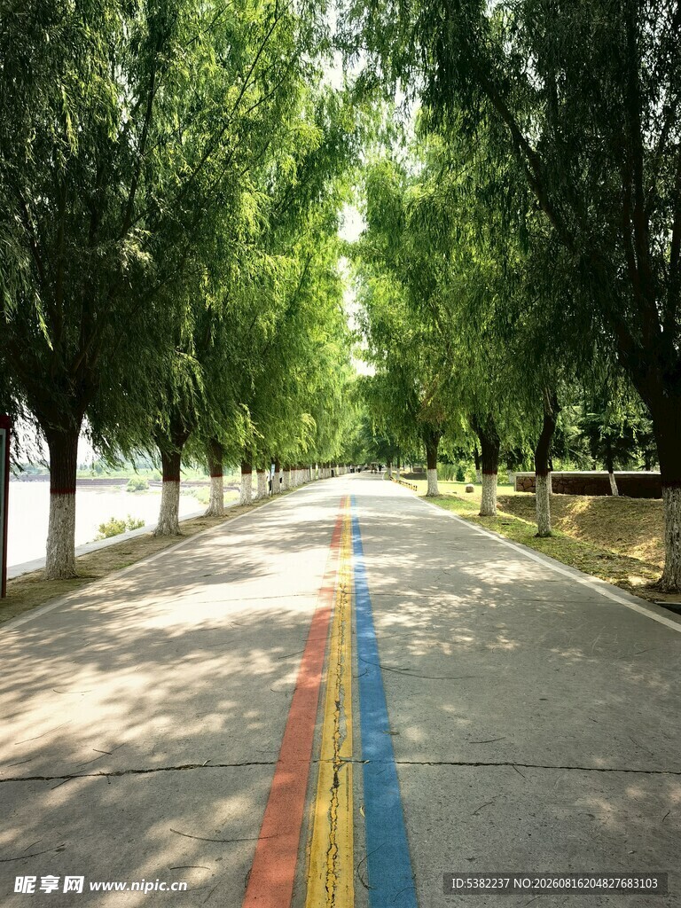 彩色林荫道清新自然风景