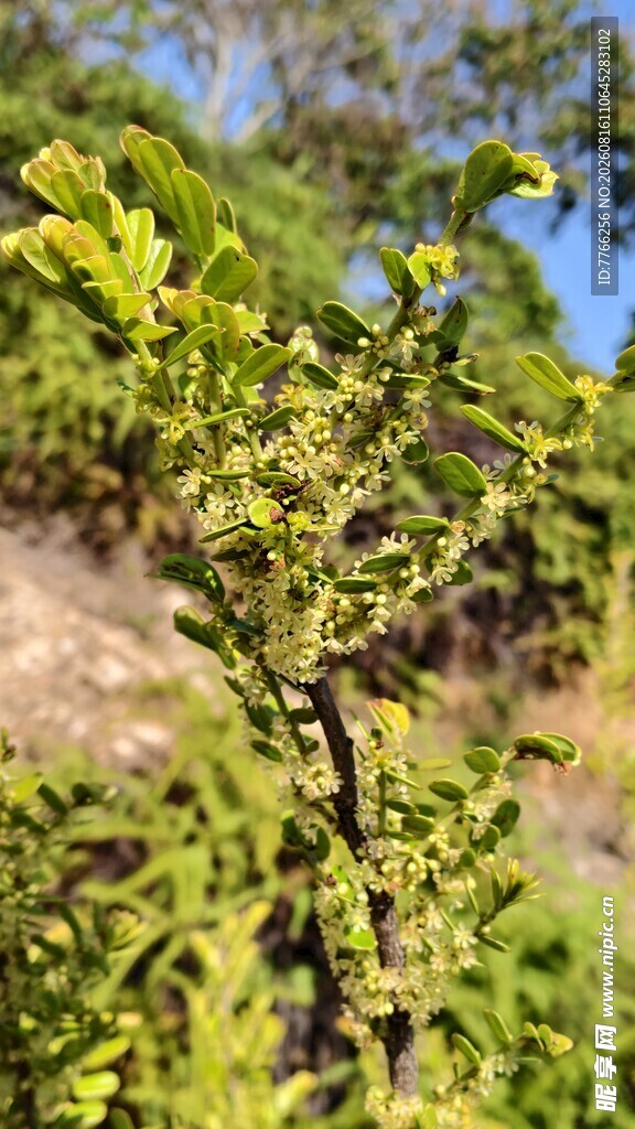 绿叶繁茂的植物景观
