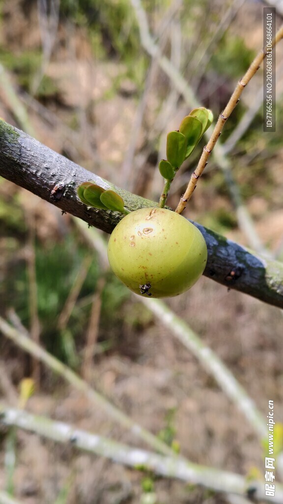 枝头青果