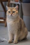 可爱金渐层猫咪端坐