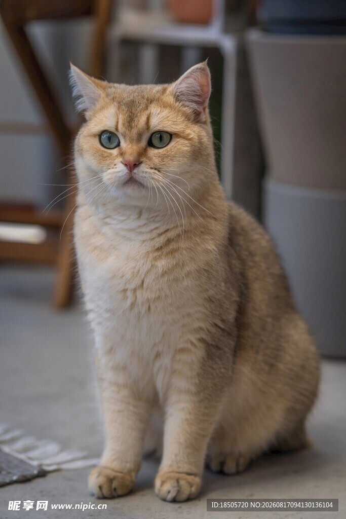 可爱金渐层猫咪端坐