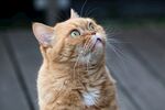 仰头的橘猫