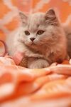 橘色毯子上的可爱小猫咪