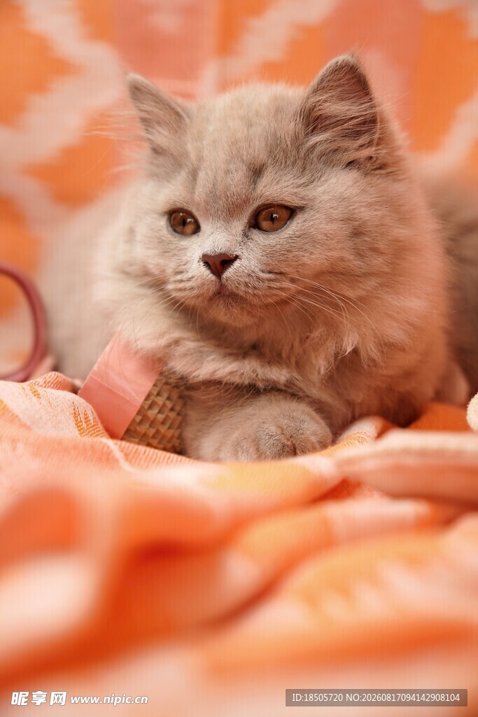 橘色毯子上的可爱小猫咪