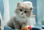 可爱小猫咪与彩色玩具