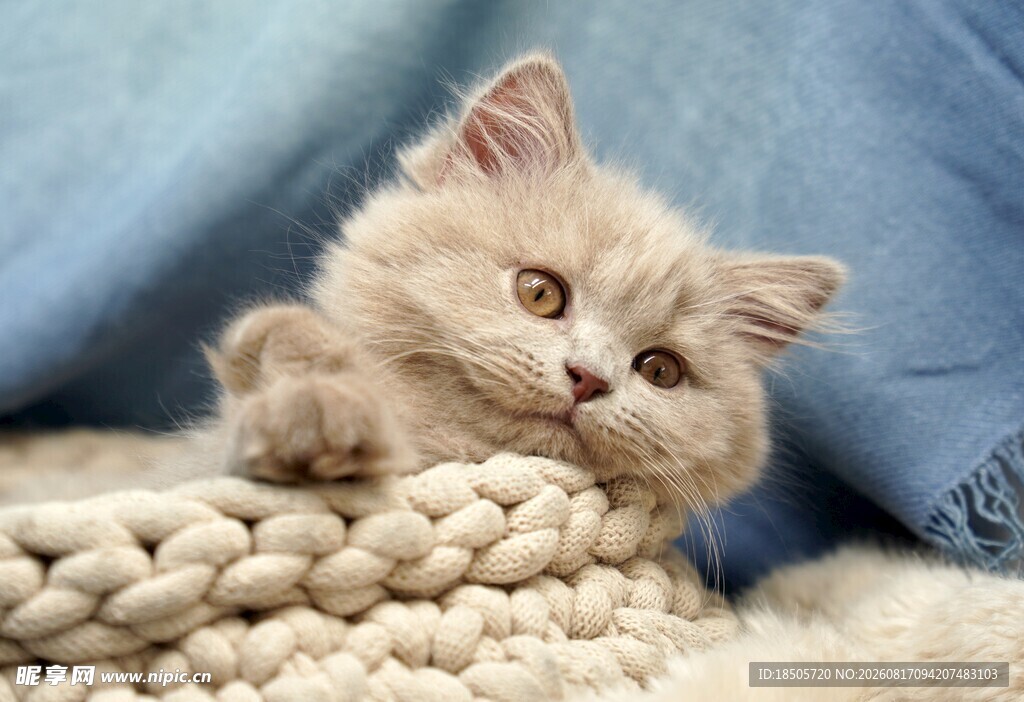 可爱小猫咪惬意趴卧