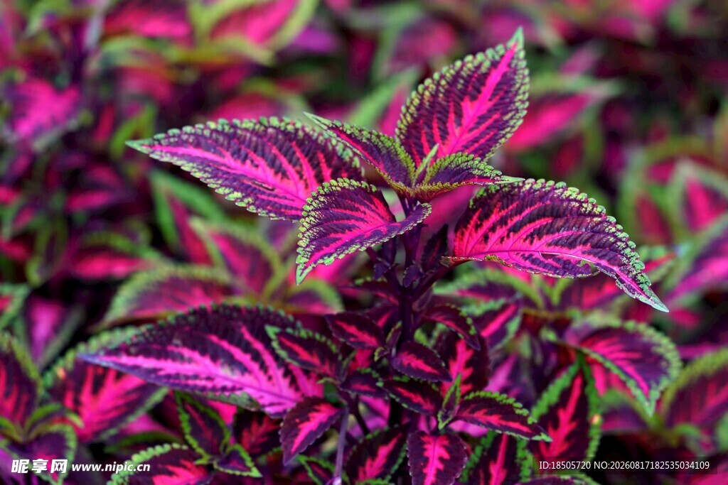 多彩斑斓的彩叶草植物