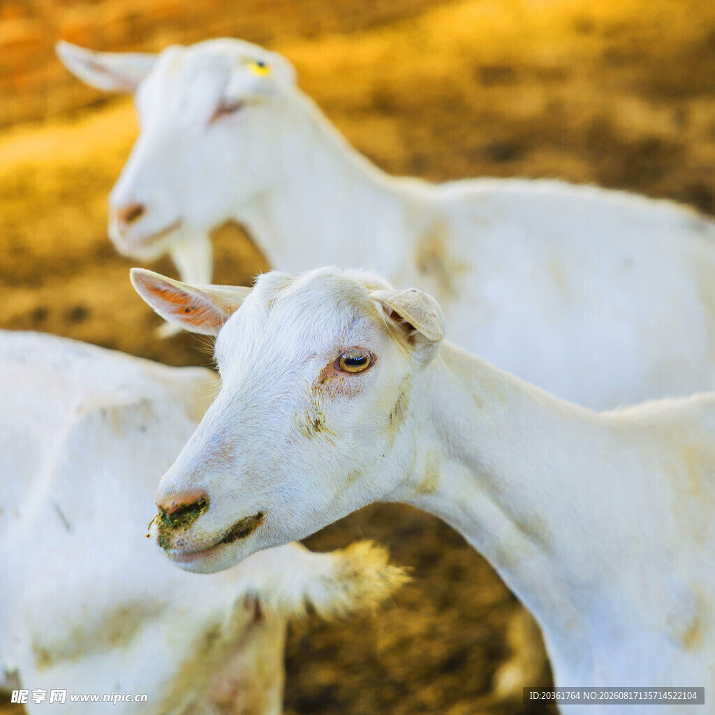 三只白山羊