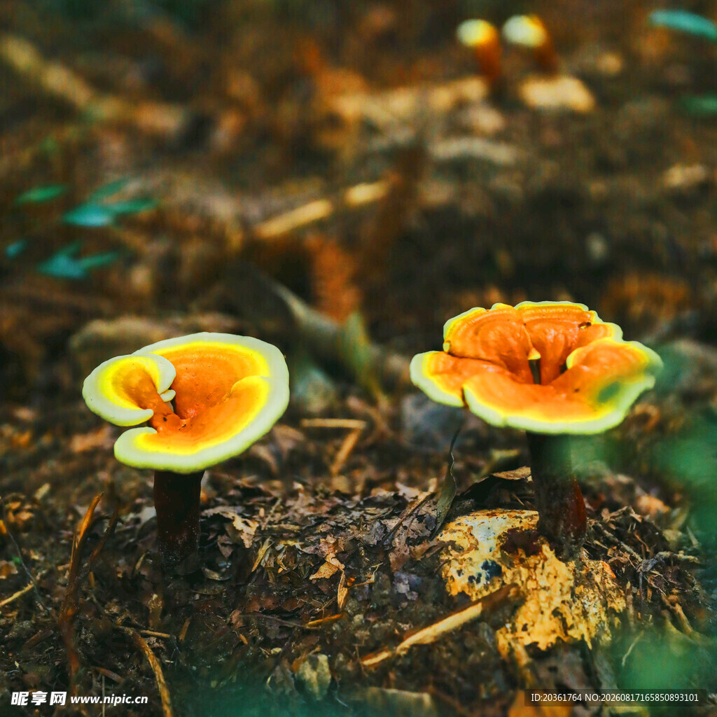 蘑菇