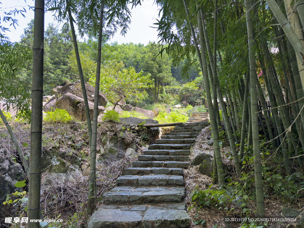 竹林间的石阶小道