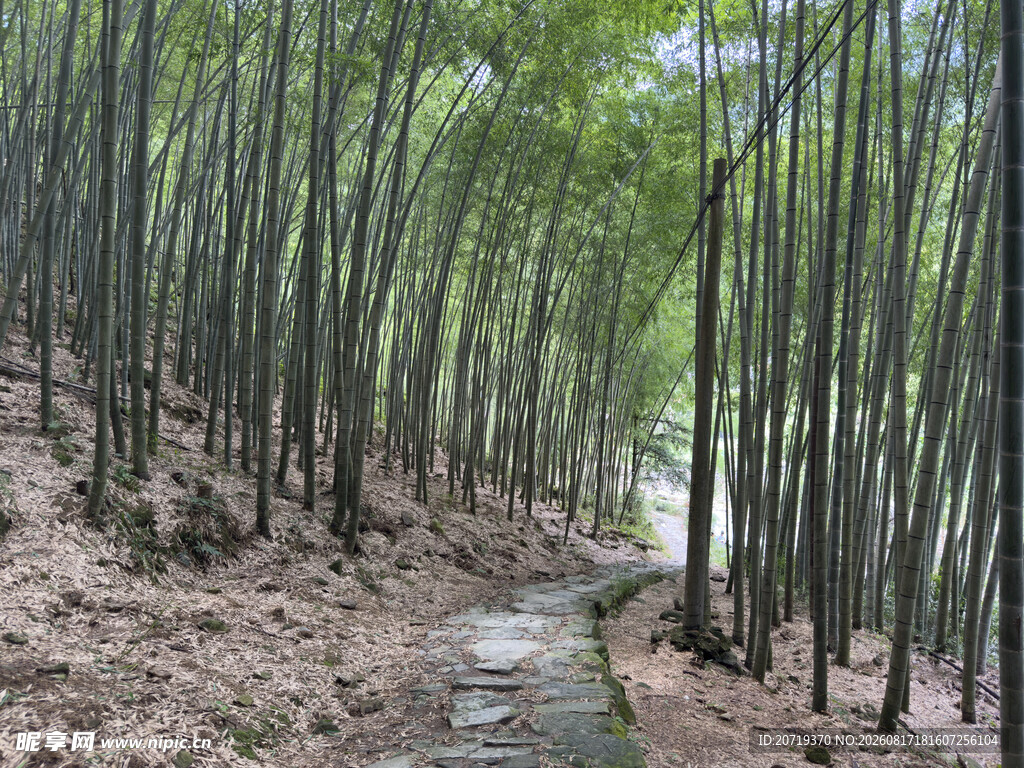 竹林小径