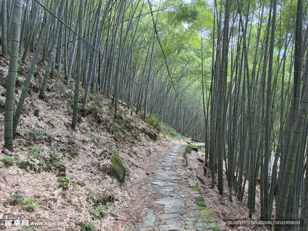 山间竹林小径
