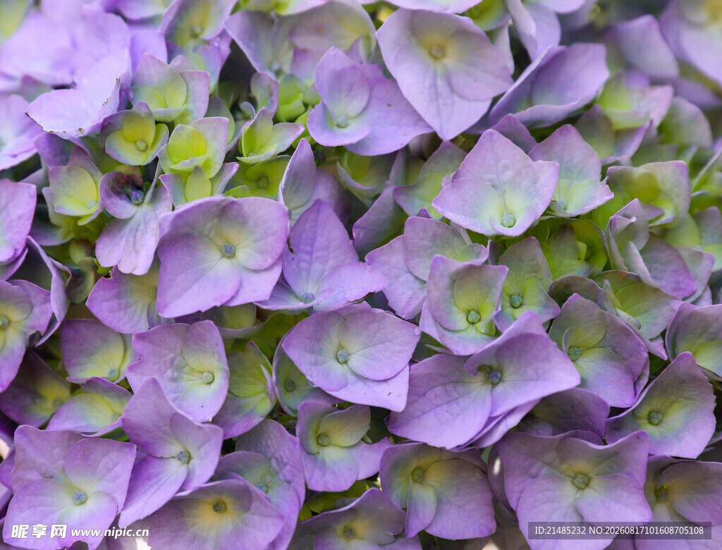 紫色绣球花特写