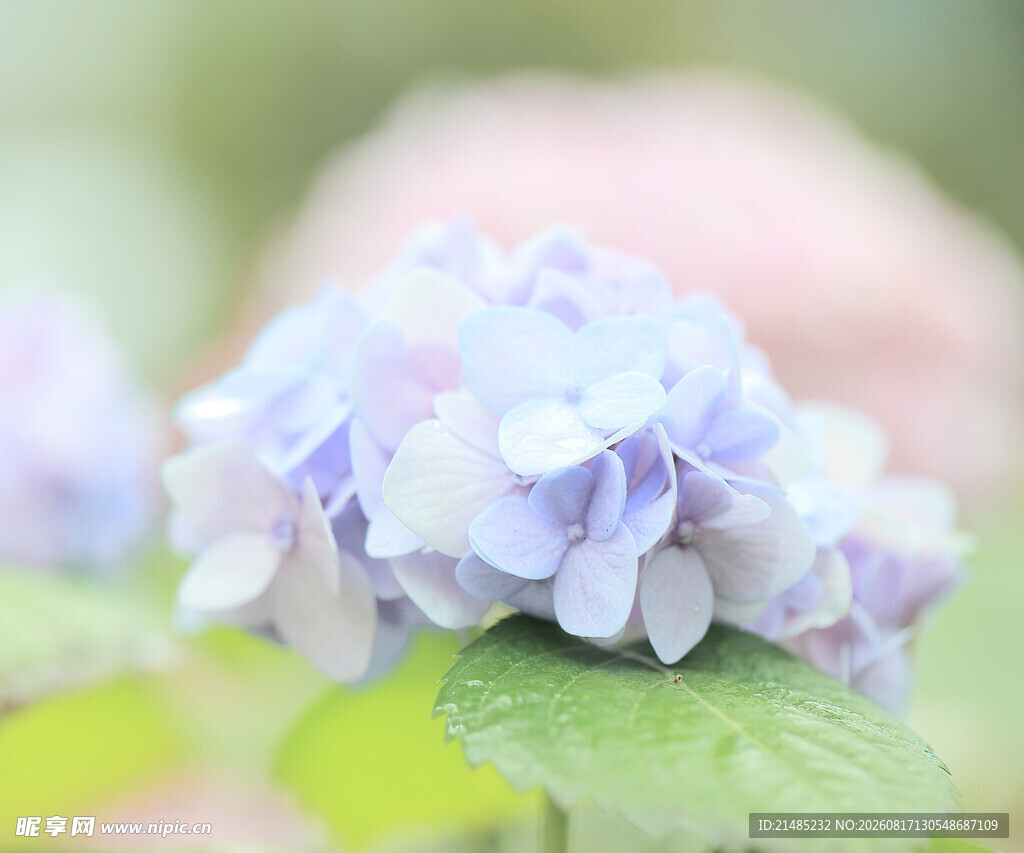 淡紫色绣球花特写