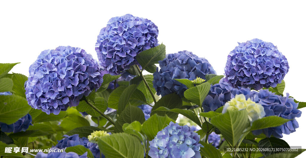 蓝绣球花绽放