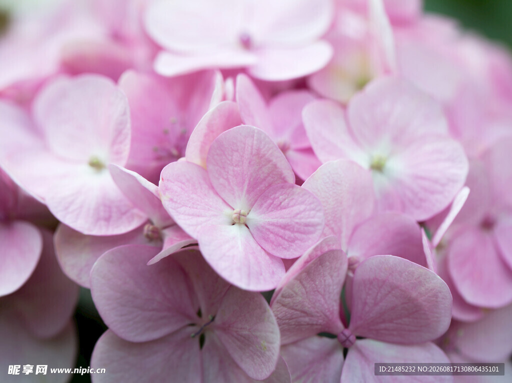 粉色绣球花特写