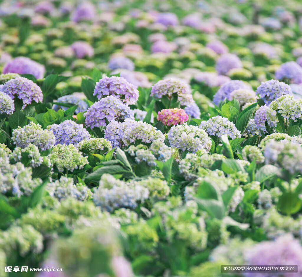 绣球花海