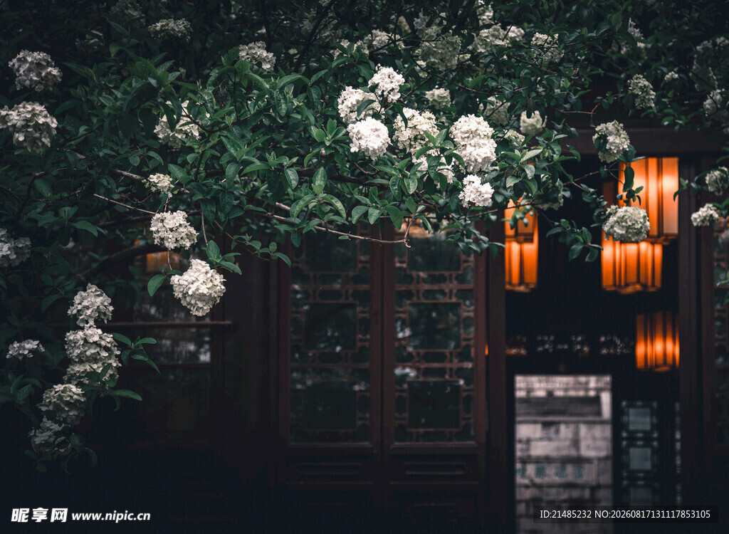 繁花与灯笼相映