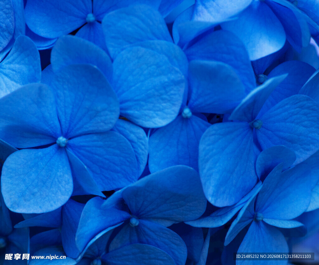 蓝色绣球花特写