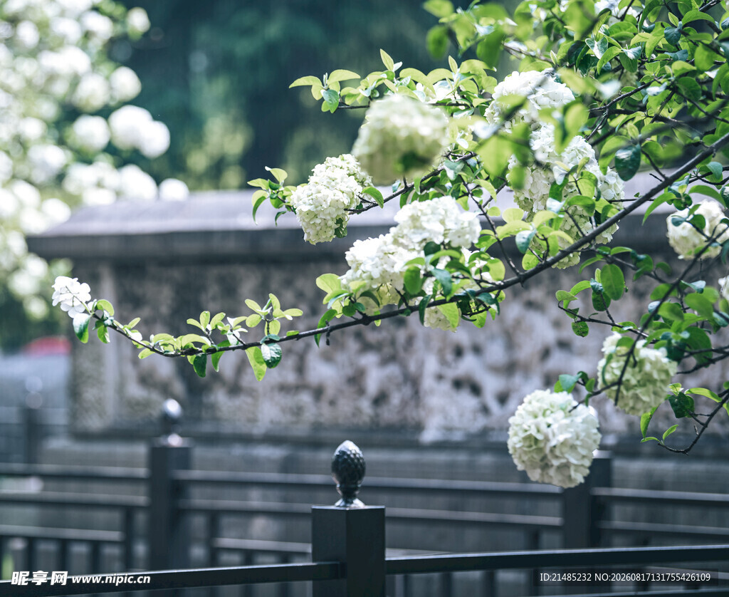 繁花缀枝