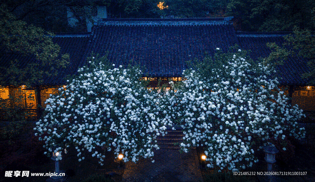 夜幕下繁花盛开的树木