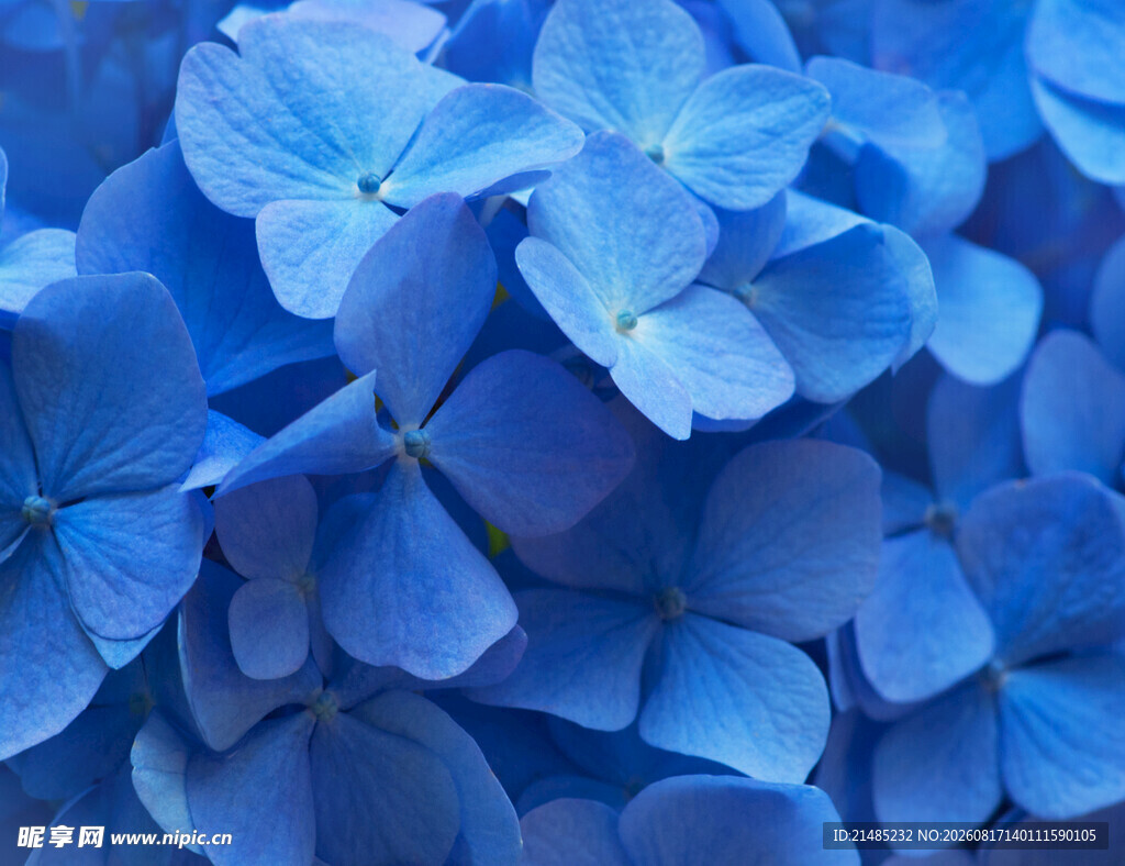 蓝色绣球花特写