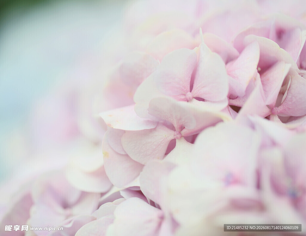 粉色绣球花特写