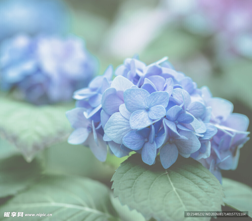 蓝色绣球花特写