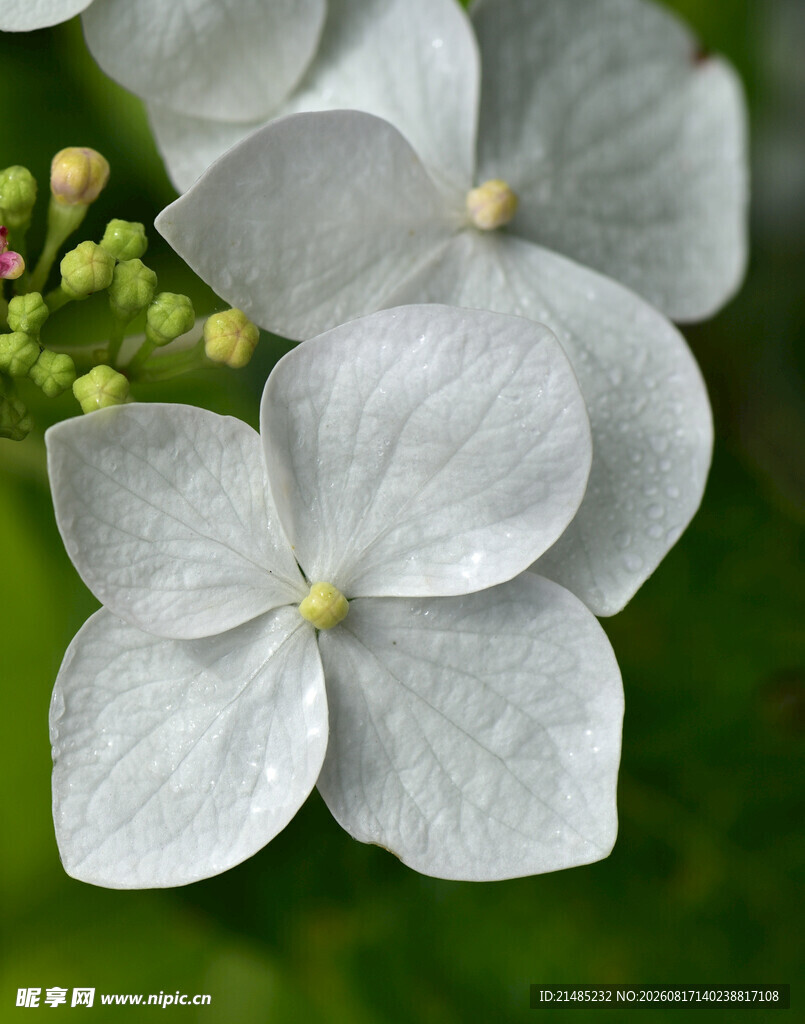 素雅白色绣球花特写