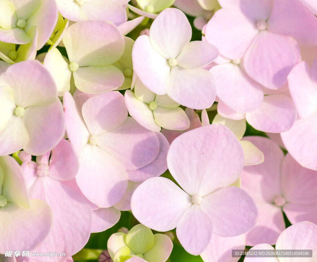 粉色绣球花绽放