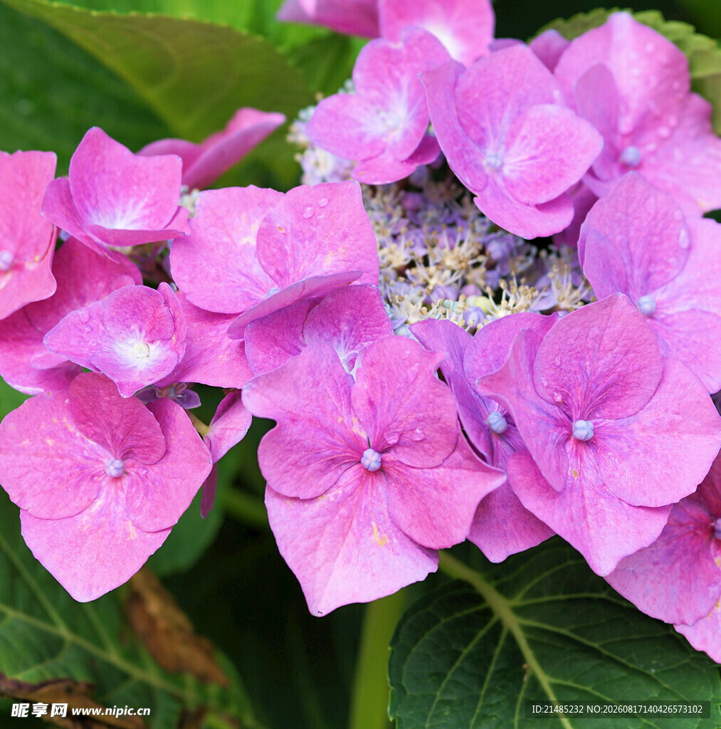 娇艳粉色绣球花特写