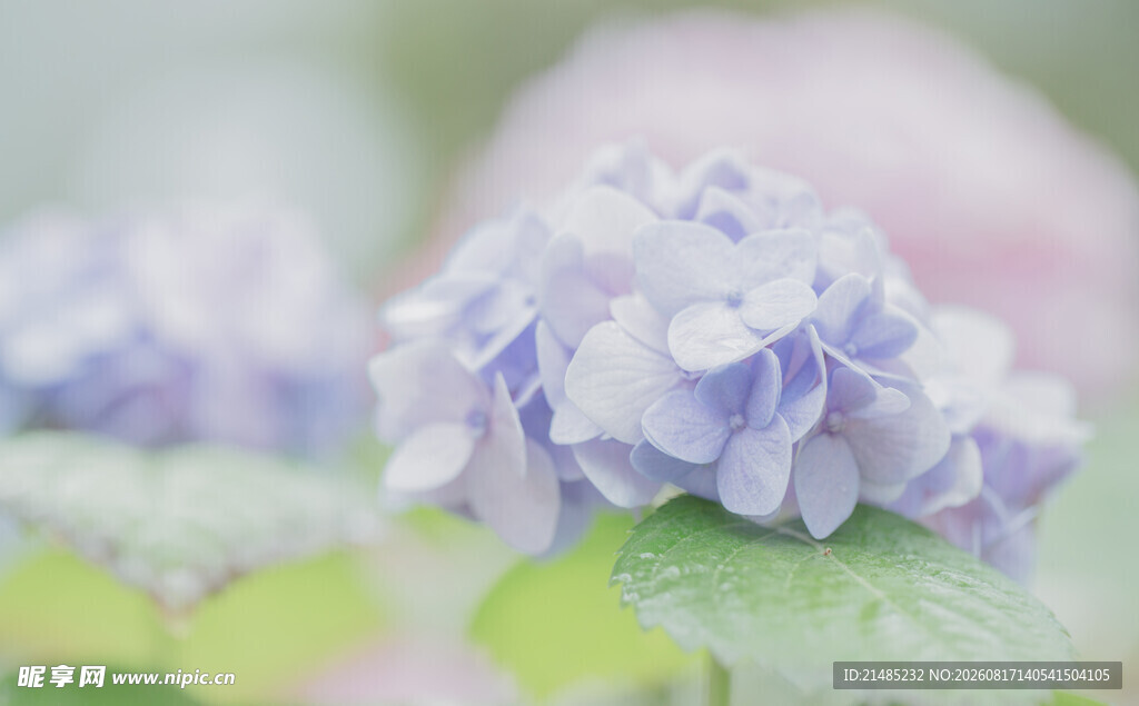 淡紫色绣球花特写