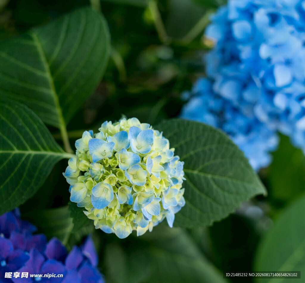 多彩绣球花绽放