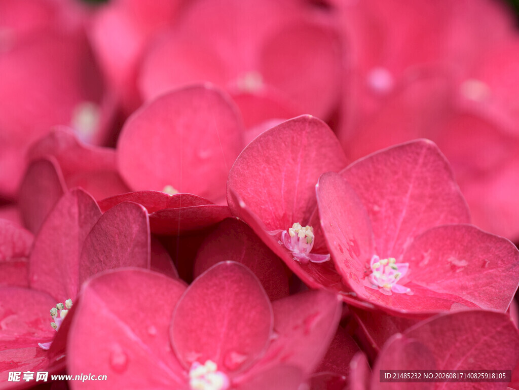 粉红色绣球花