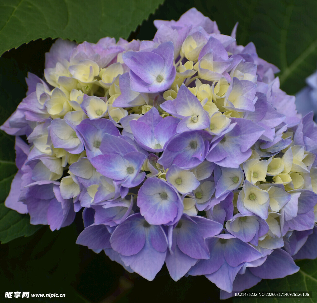 梦幻紫绣球花