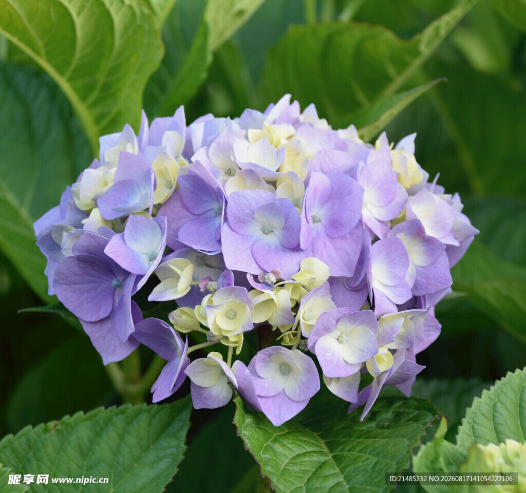 淡紫色绣球花绽放