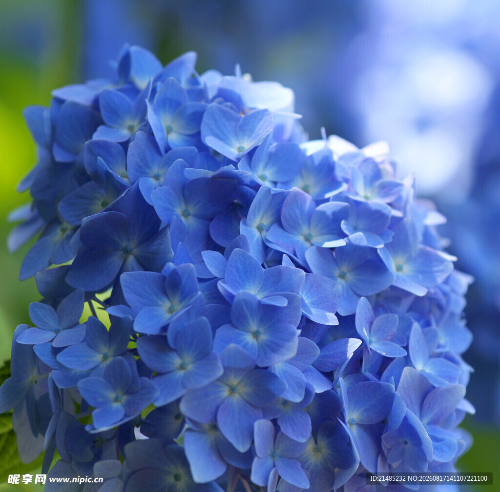 蓝色绣球花特写