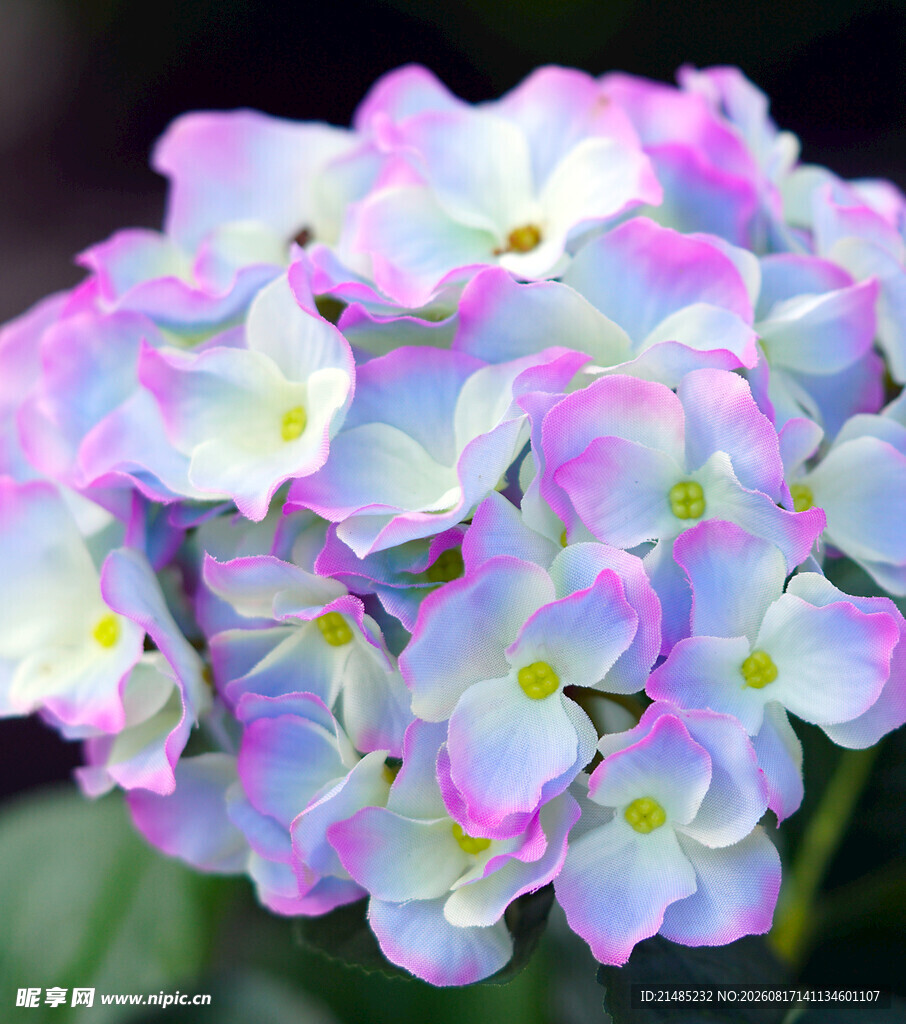梦幻粉蓝绣球花