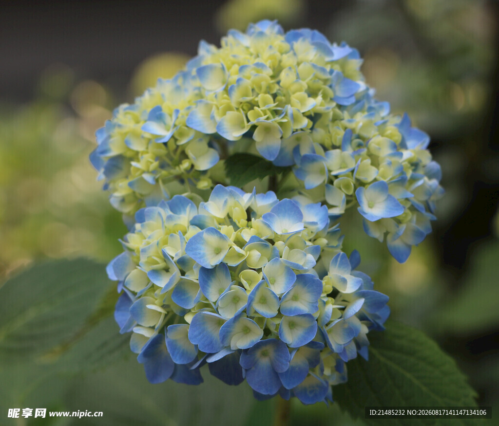 蓝黄绣球花特写