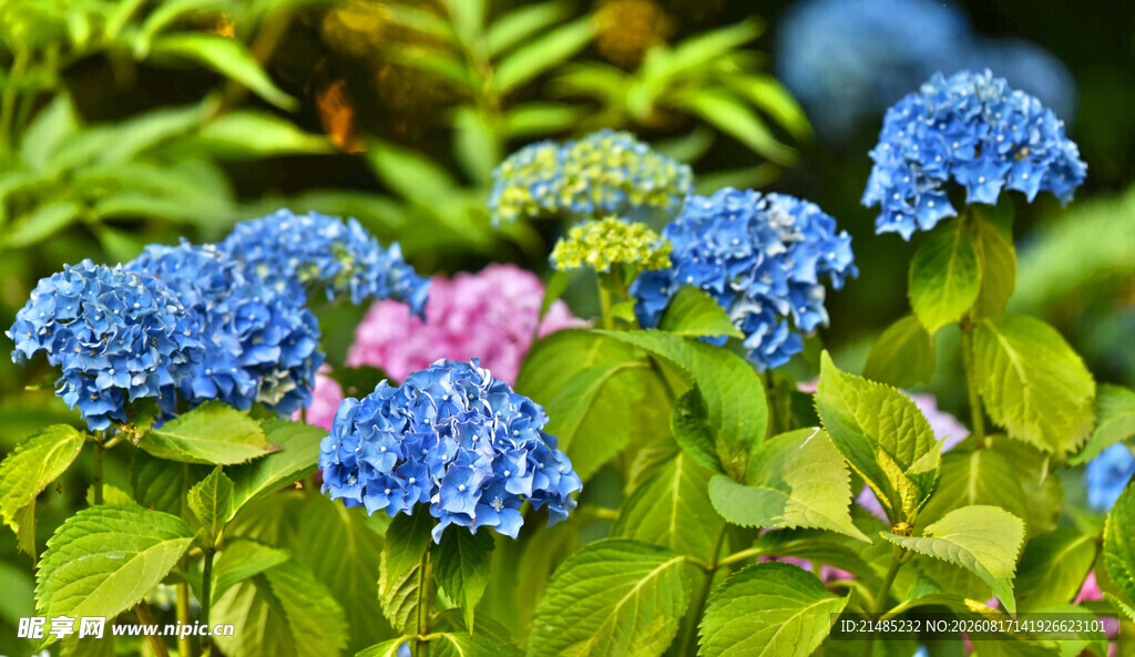 蓝粉绣球花绽放