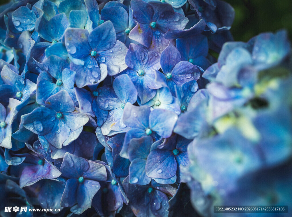 蓝色绣球花近景特写